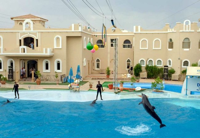 Dolphin Show in Sharm El Sheikh — photo 3