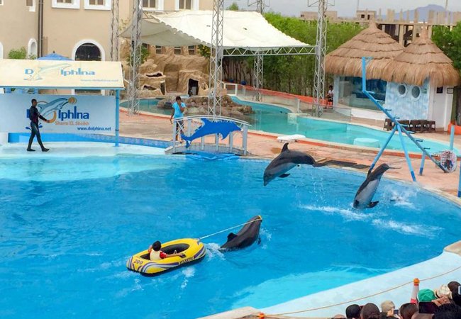 Dolphin Show in Sharm El Sheikh — photo 4