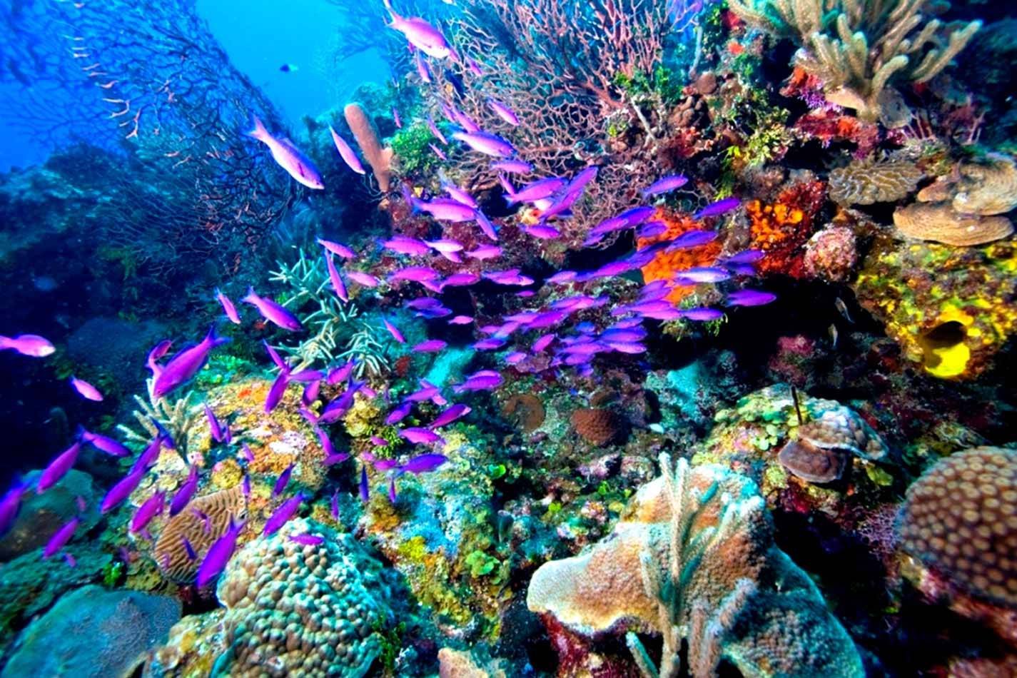 Ras Mohamed & White Island Boat Trip – Sharm El Sheikh — photo 7