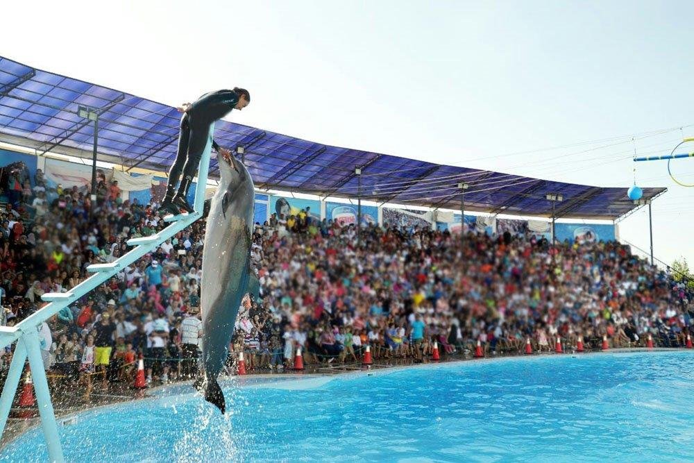 Dolphin Show in Sharm El Sheikh — photo 5