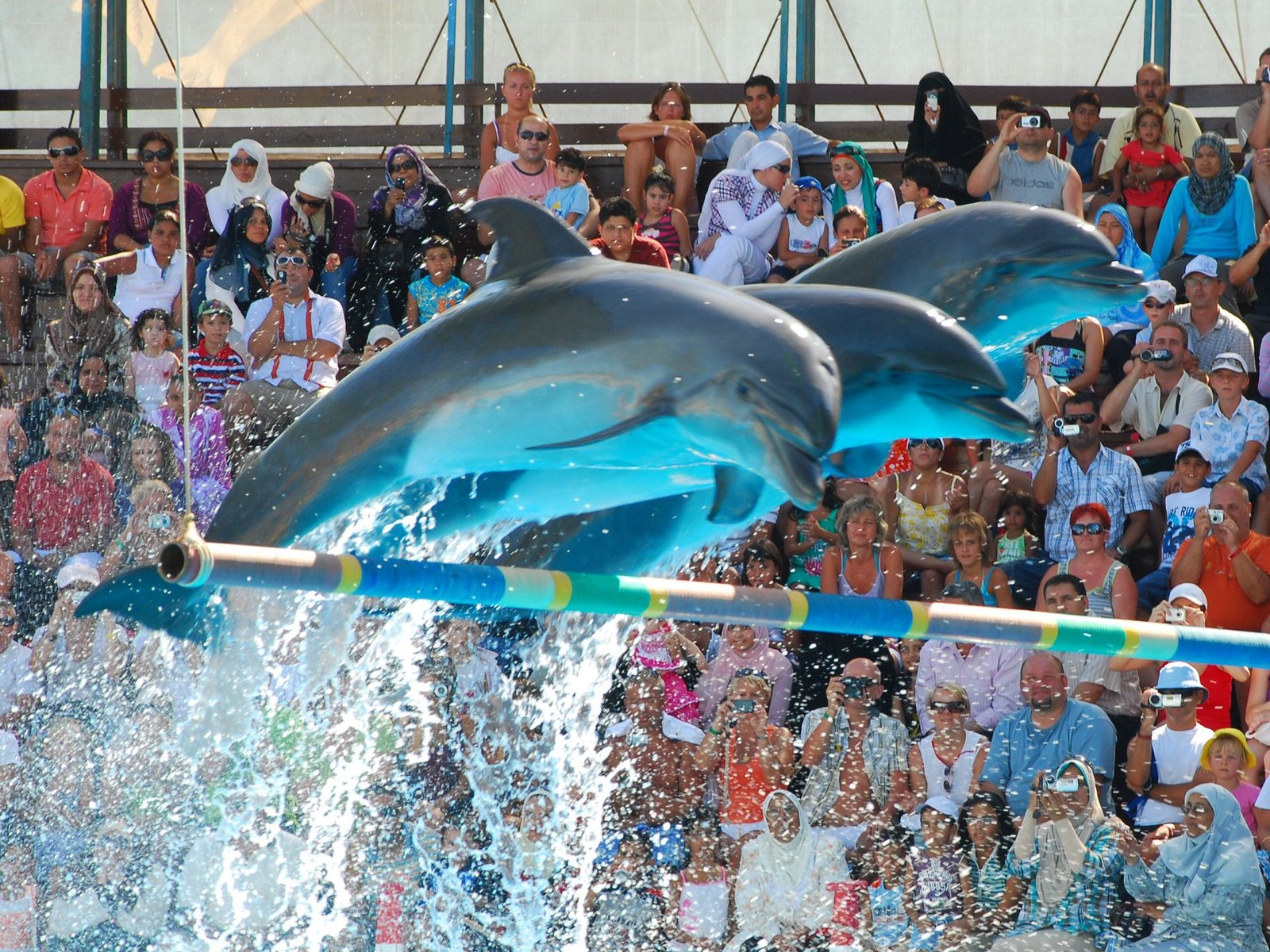 Dolphin Show in Sharm El Sheikh — photo 6