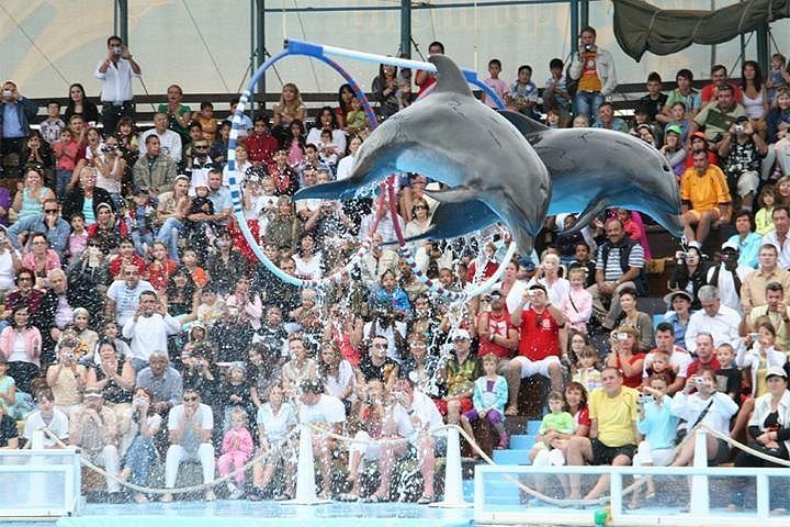 Dolphin Show in Sharm El Sheikh — photo 7