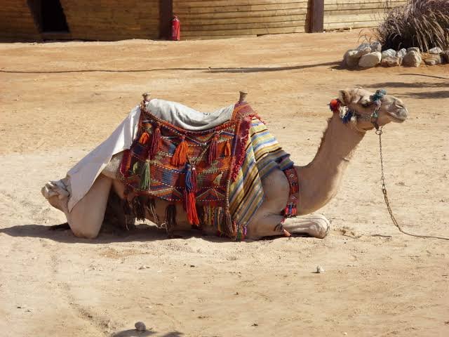 Blue Hole, Colored Canyon & Dahab — photo 6