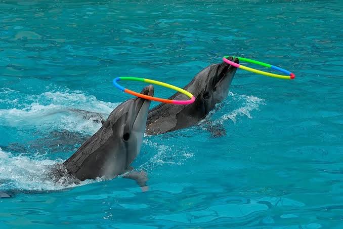 Dolphin Show in Sharm El Sheikh — photo 2