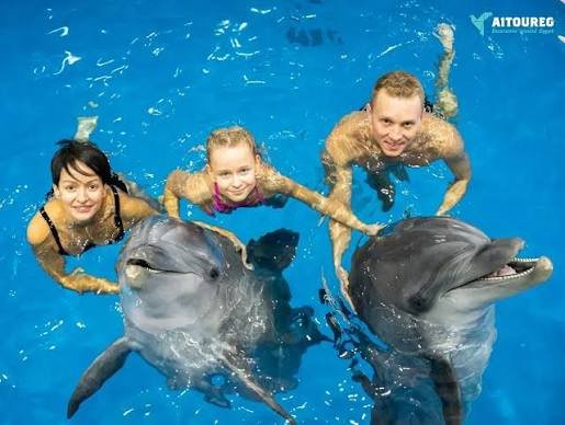 Swimming with Dolphins in Sharm El Sheikh — photo 5
