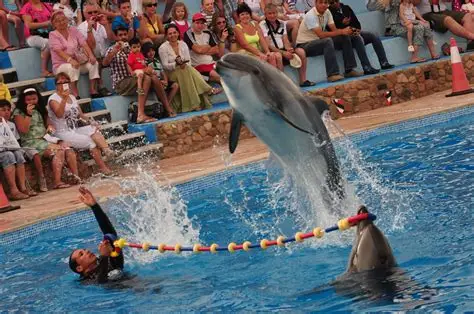 Dolphin Show in Sharm El Sheikh — photo 8
