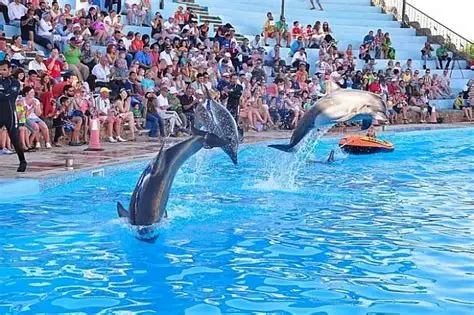 Dolphin Show in Sharm El Sheikh — photo 9